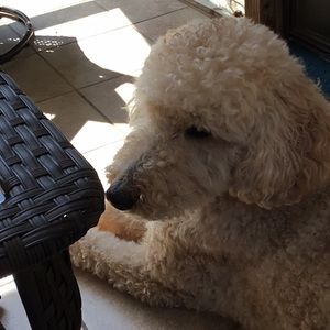 Meet your Posher, Barbara